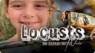 On Safari With Nala: Locusts