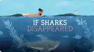If Sharks Disappeared