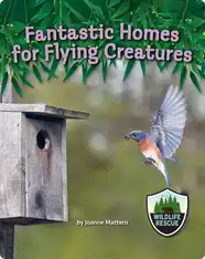 Fantastic Homes for Flying Creatures