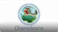 Amazing Animals: Chameleons