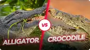 Crocs vs. Gators: The Ultimate Showdown