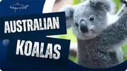 Why Are Koalas Special?