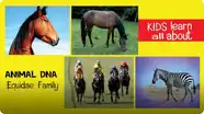 Animal DNA - Equidae Family