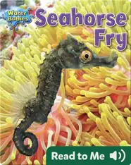 Seahorse Fry