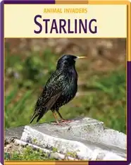 Animal Invaders: Starling