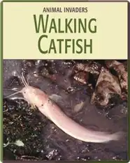 Animal Invaders: Walking Catfish