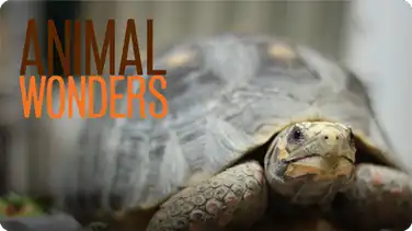 Yucca the Watch Tortoise book