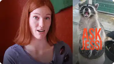 Ask Jessi #1 book