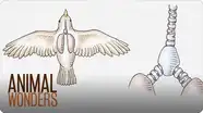 Why and How Parrots Talk