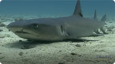 Shark Breathing book