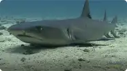 Shark Breathing