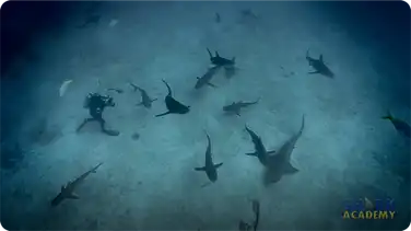 Shark Feeding Frenzies book