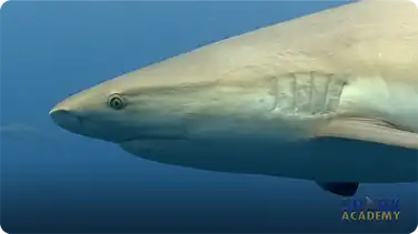 Caribbean Reef Sharks book