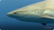 Caribbean Reef Sharks