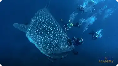 Whale Sharks book