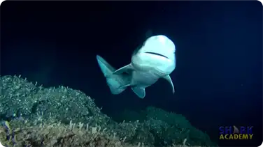 Prickly Sharks book