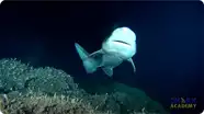Prickly Sharks