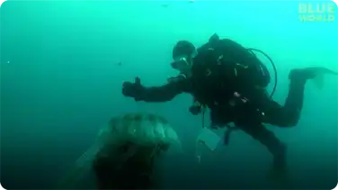 Diver Encounters Massive Jellyfish! book