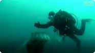 Diver Encounters Massive Jellyfish!