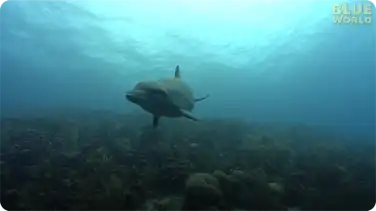 Diver has close encounter with Bottlenosed Dolphin! book