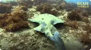 Electric Torpedo Ray!