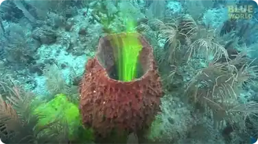 Amazing footage of sponges pumping! book