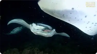 Manta rays feeding at night off the Kona Hawaii coast book