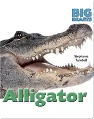 Alligator
