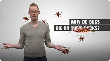 Why Do Bugs Die on Their Backs? book