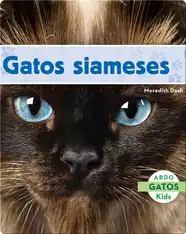 Gatos Siameses