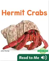 Hermit Crabs
