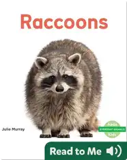 Raccoons