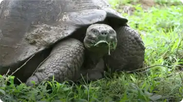 Galapagos Tortoises book