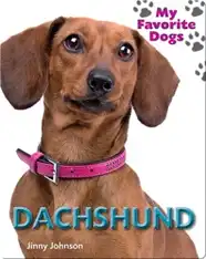 Dachshund