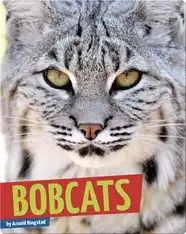 Bobcats