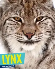 Lynx