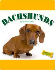 Dachshunds