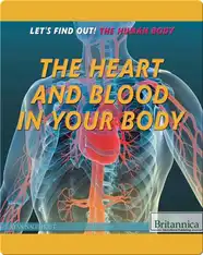 The Heart and Blood in Your Body