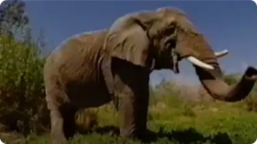 E - Is for Elephant book