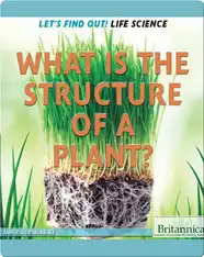 What Is the Structure of a Plant?