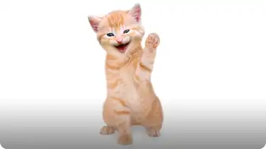 Train Your Cat to Wave Goodbye! book