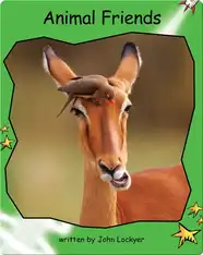 Animal Friends