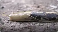 Slugs Are Cool
