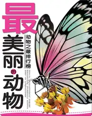 最美丽的动物