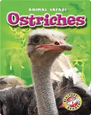 Ostriches