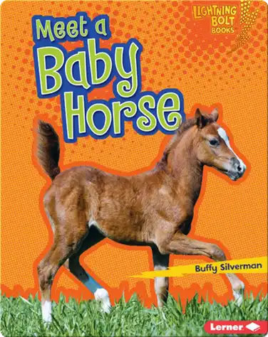 Meet a Baby Horse book