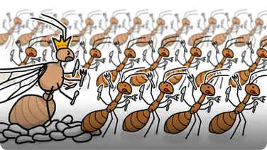 Invasion of the Yellow Crazy Ants! book