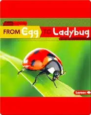 From Egg to Ladybug