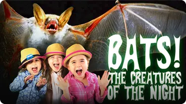 Bats for Kids | All About Bats | Bats: The Creatures of The Night book