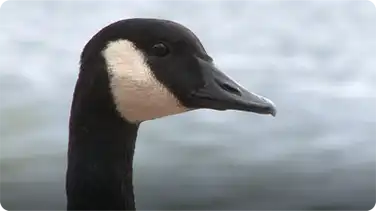 Goose book